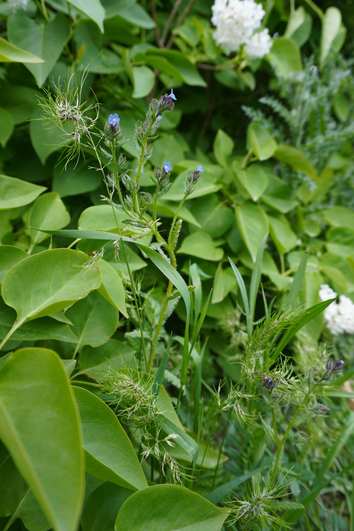Wildcrafted Botanical Sourcing